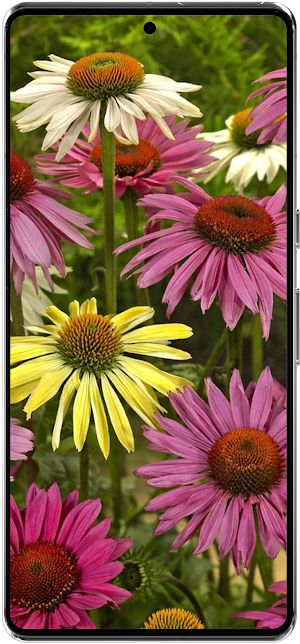 Echinacea Flower Wallpapers HD Screenshot 3