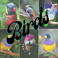 Birds Ringtones