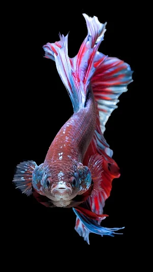 Betta Fish 3D Wallpapers Screenshot 1