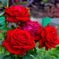 خلفيات ورود : صور ورد وفل