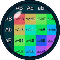 Punnett Square Calculator