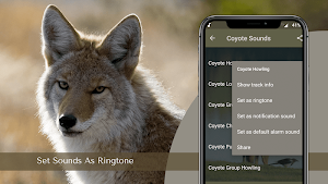 Coyote Sounds - Wild Coyote Calls Screenshot 3
