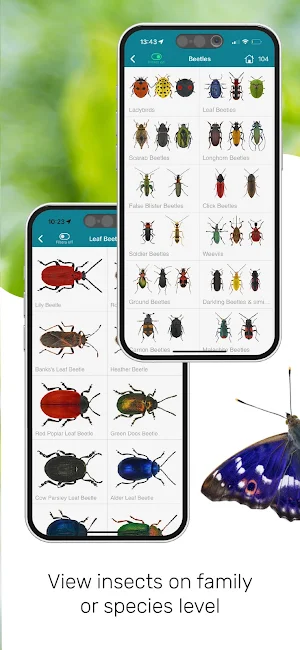 ID UK insects Screenshot 3
