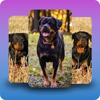 Rottweilers dog wallpapers