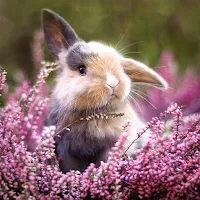 Little Bunnies