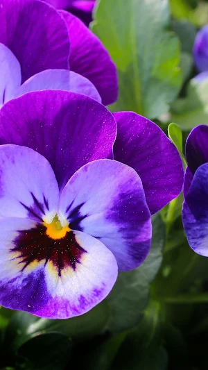 Pansy Wallpapers Screenshot 3