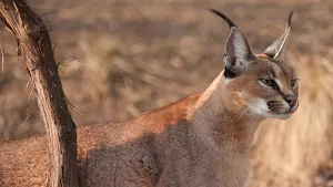 Caracal Cat Wallpapers Screenshot 3