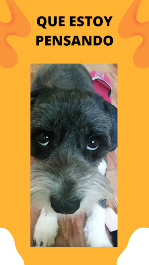 Foto de Animales Screenshot 1