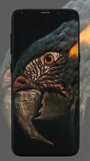 Parrot Wallpaper Screenshot 3
