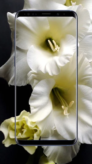 Gladiolus Flower Wallpapers Screenshot 1
