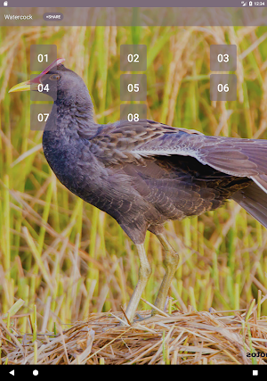 Watercock (Animal) Bird Sound Screenshot 3
