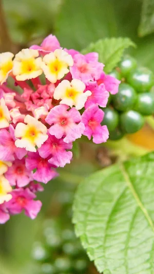 Lantana Wallpaper Screenshot 2