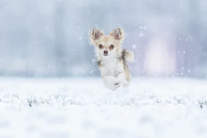 Chihuahua Dog Wallpapers Screenshot 0