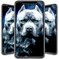 Pitbull Wallpaper