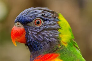 Animal Wallpaper 4K Screenshot 2
