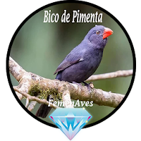 Canto Fêmea Bico de Pimenta