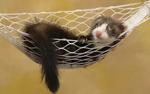 Ferret Wallpapers Screenshot 1