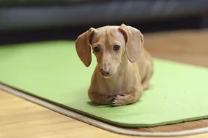 Dachshund wallpapers Screenshot 0