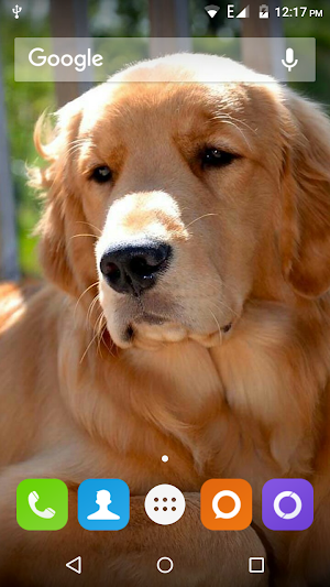 Golden Retriever Dog Wallpaper Screenshot 2