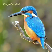 Kingfisher Bird