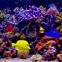 Amazing Aquariums In HD