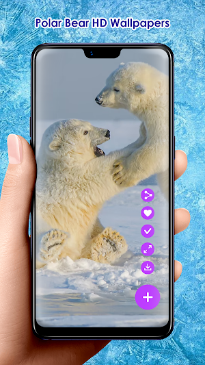 Polar Bear HD Wallpapers Screenshot 1