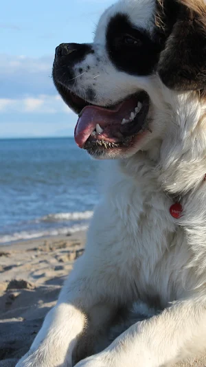 saint bernard wallpaper Screenshot 0