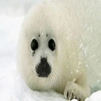 Seal Sound