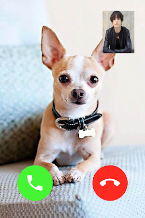 Chihuahua Dog Video Call Screenshot 0