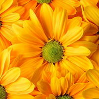 yellow flower wallpaper