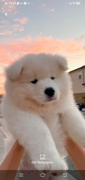 Kubet: Dog Cute Wallpaper HD Screenshot 3