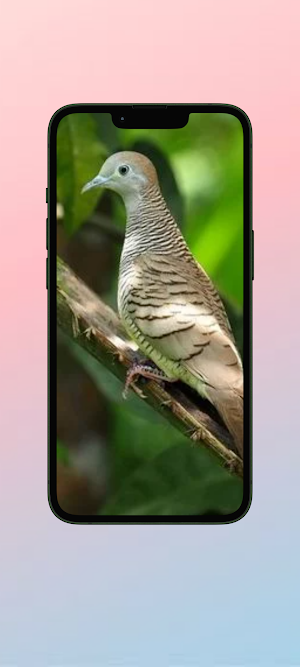 Perkutut WalL Screenshot 2