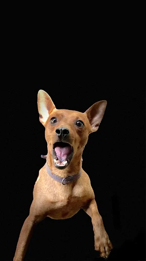 guard dog wallpaper Screenshot 0