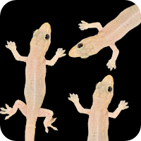 House Lizard Simulator