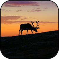 Deer wallpapers