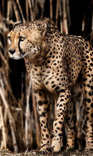 Cheetah Wallpapers Screenshot 3