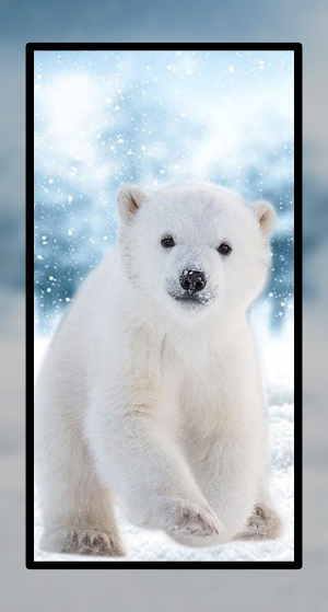 Cute Baby Bear Wallpaper HD Screenshot 1