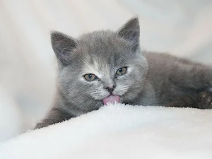 Kitten wallpapers Screenshot 0