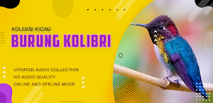 Suara Kicau: Burung Kolibri Screenshot 3