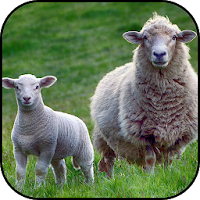 Sheep wallpapers