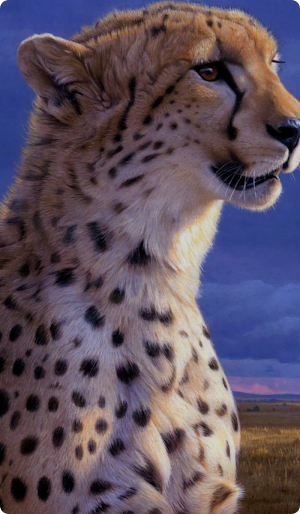 Cheetah Wallpaper HD Screenshot 3