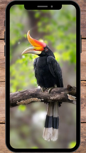 Burung Rangkong Wallpaper Screenshot 1