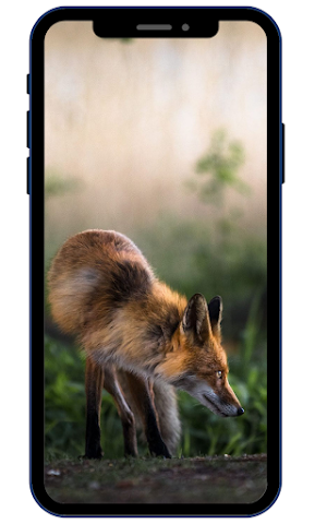 Fox HD Wallpapers Screenshot 3