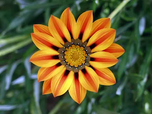 Gazania Wallpapers Screenshot 0