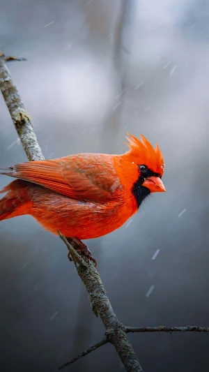 Birds Wallpaper 4K Screenshot 3