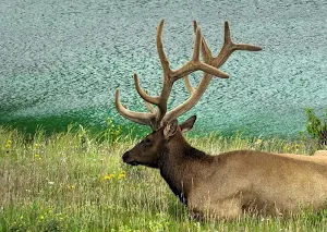 Deer wallpapers Screenshot 3