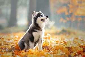 Siberian Husky Dog Wallpapers Screenshot 3