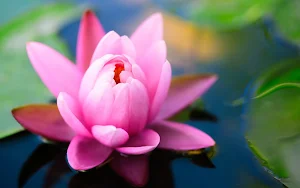Water Lily Wallpaper HD Screenshot 2