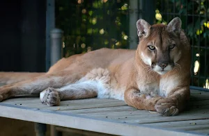 Cougar wallpapers Screenshot 1