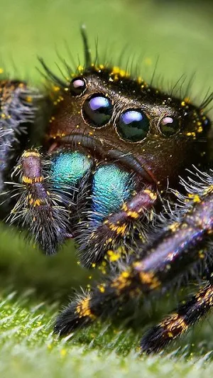 Insects Wallpapers Screenshot 0